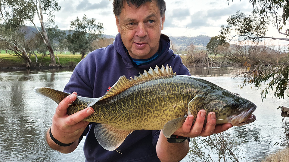 Legendary Murray Cod